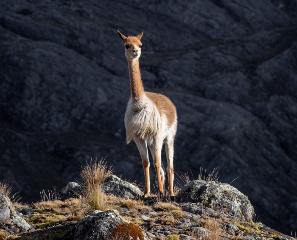 Vicuña